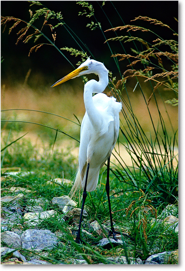 GreatEgret_ChincoNWR_1993Jun_F34 copy