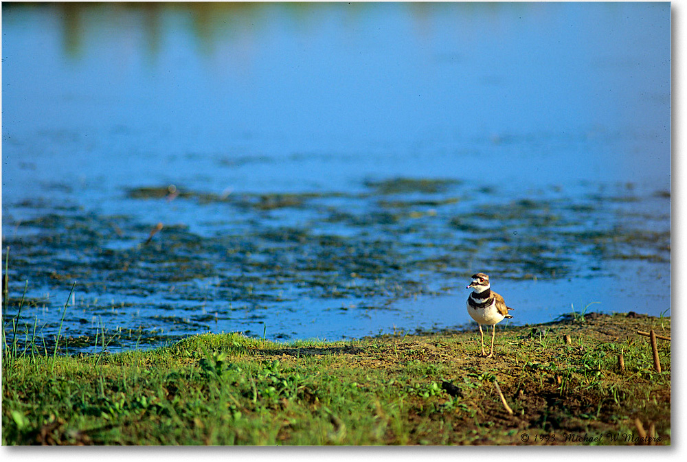 Killdeer_ChincoNWR_1993Jun_V25 copy