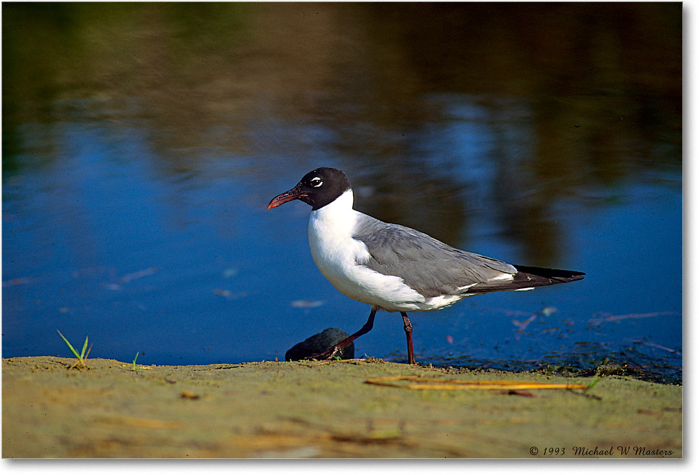 LaughingGull_ChincoNWR_1993Jun_V28 copy