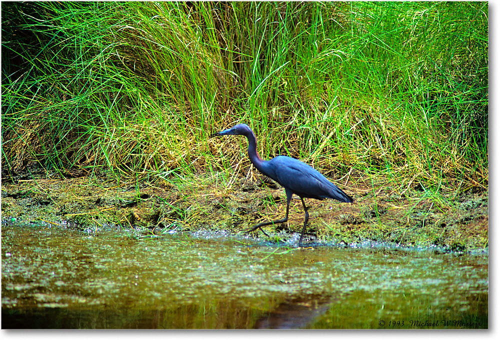 LittleBlueHeron_ChincoNWR_1993Jun_V18 copy