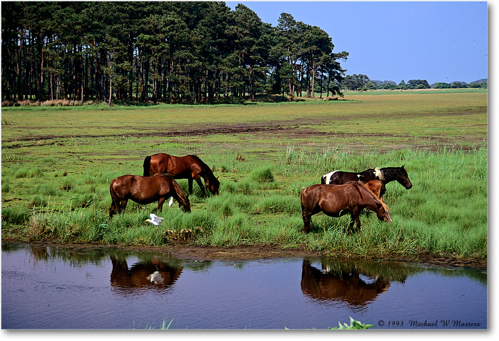 Ponies_ChincoNWR_1993Jun_Fx27 copy