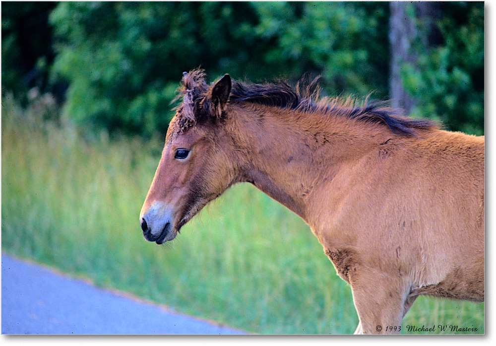 Pony_ChincoNWR_1993Jun_F31 copy