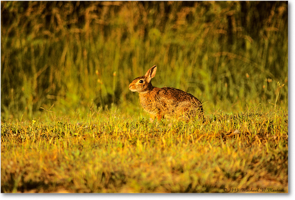 Rabbit_ChincoNWR_1993Jun_Kr15 copy