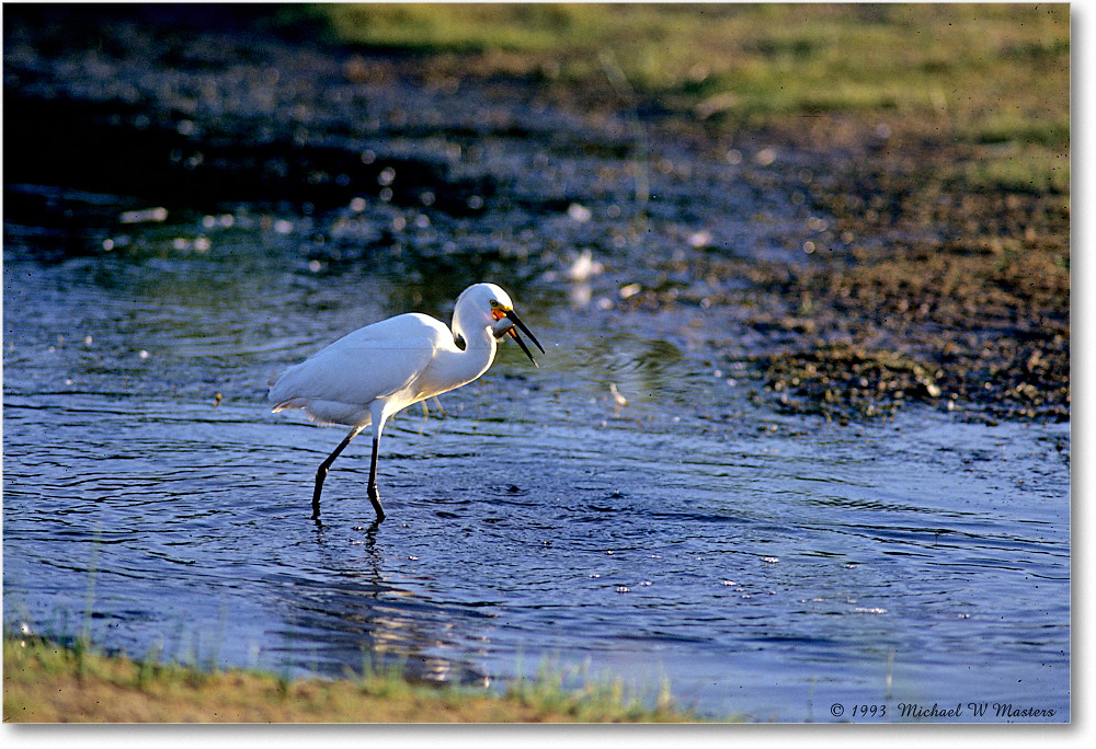 Snowy&Fish_ChincoNWR-WLL_1993Jun_V copy