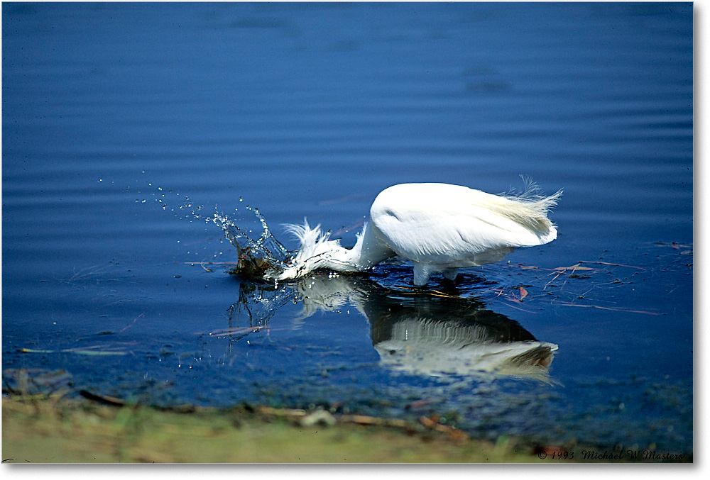 SnowySplash_ChincoNWR_1993Jun_V18 copy