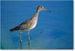 Willet_ChincoNWR_1998Jun_K13 copy
