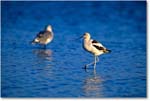 Avocet_ChincoNWR_1998Oct_F05 copy
