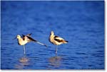 Avocets_ChincoNWR_1998Oct_F09 copy