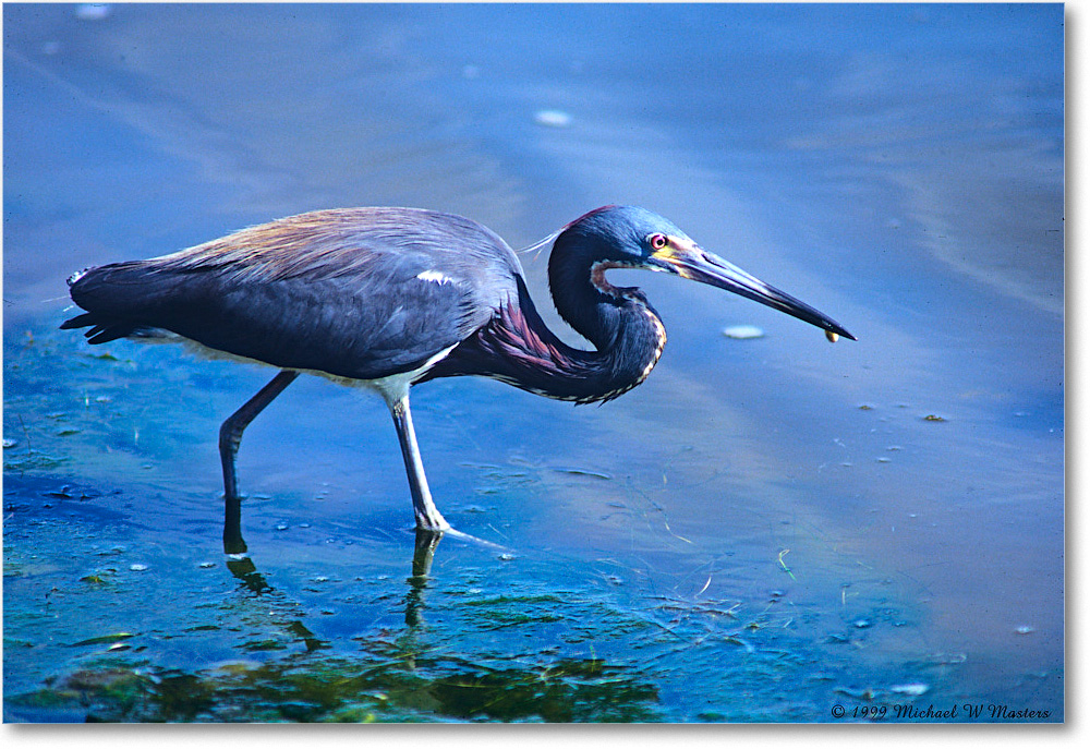 TricolorHeron_ChincoNWR_1999Jun_E09 copy