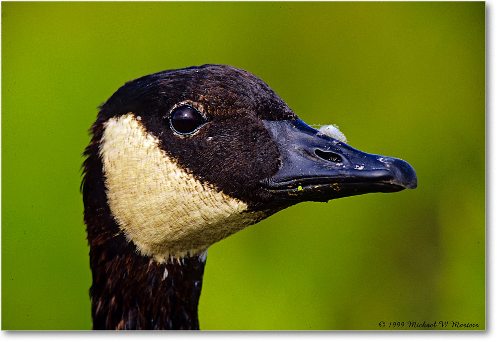 CanadaGoose_ChincoNWR_1999Oct_E34 copy