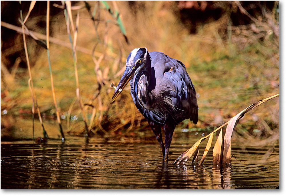 GreatBlueHeron&Fish_ChincoNWR_1999Oct_F28 copy