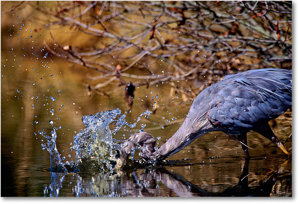 GreatBlueHeronSplash_ChincoNWR_1999Oct_F14 copy