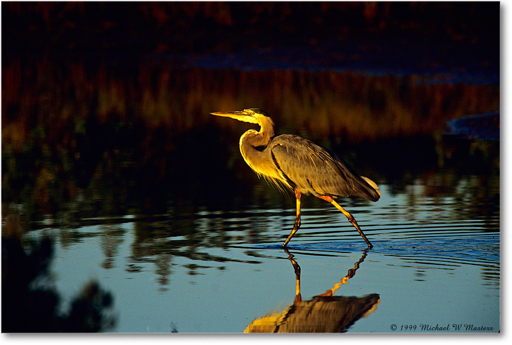 GreatBlueHeron_ChincoNWR_1999Oct_E15 copy