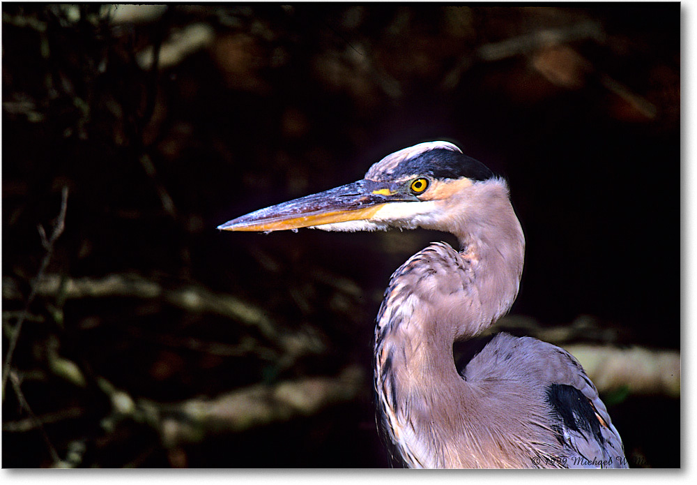 GreatBlueHeron_ChincoNWR_1999Oct_F07 copy