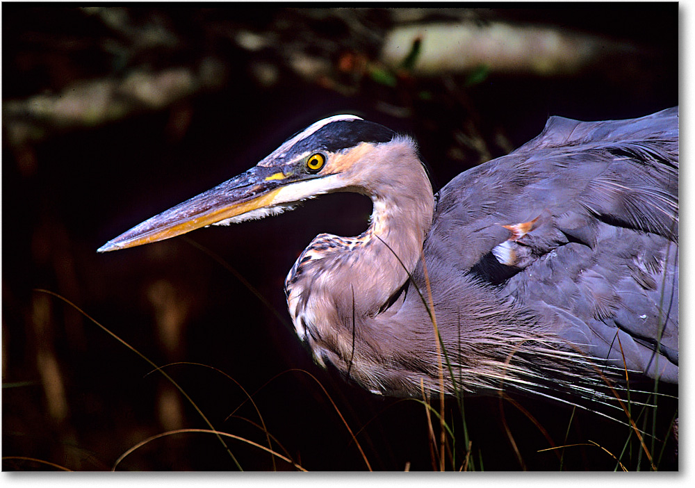 GreatBlueHeron_ChincoNWR_1999Oct_F28 copy