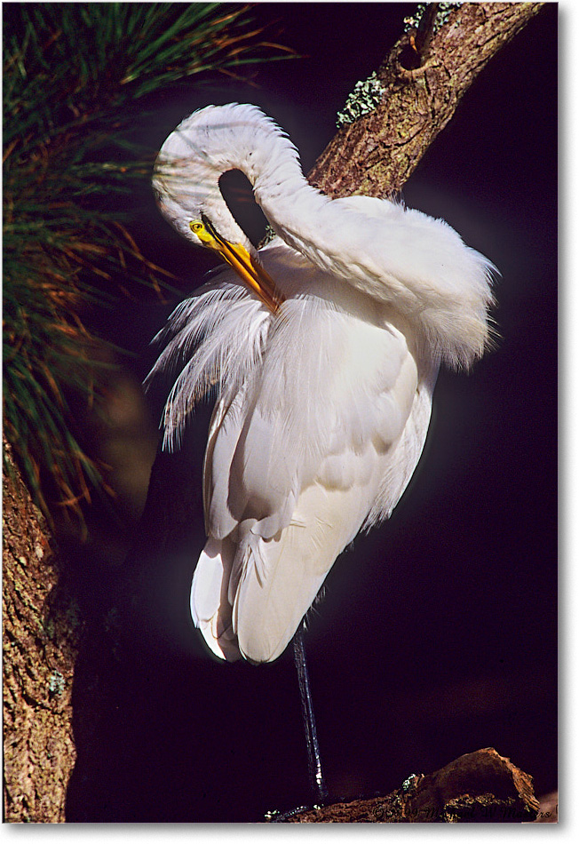 GreatEgret&Tree_ChincoNWR_1999Oct_E16 copy