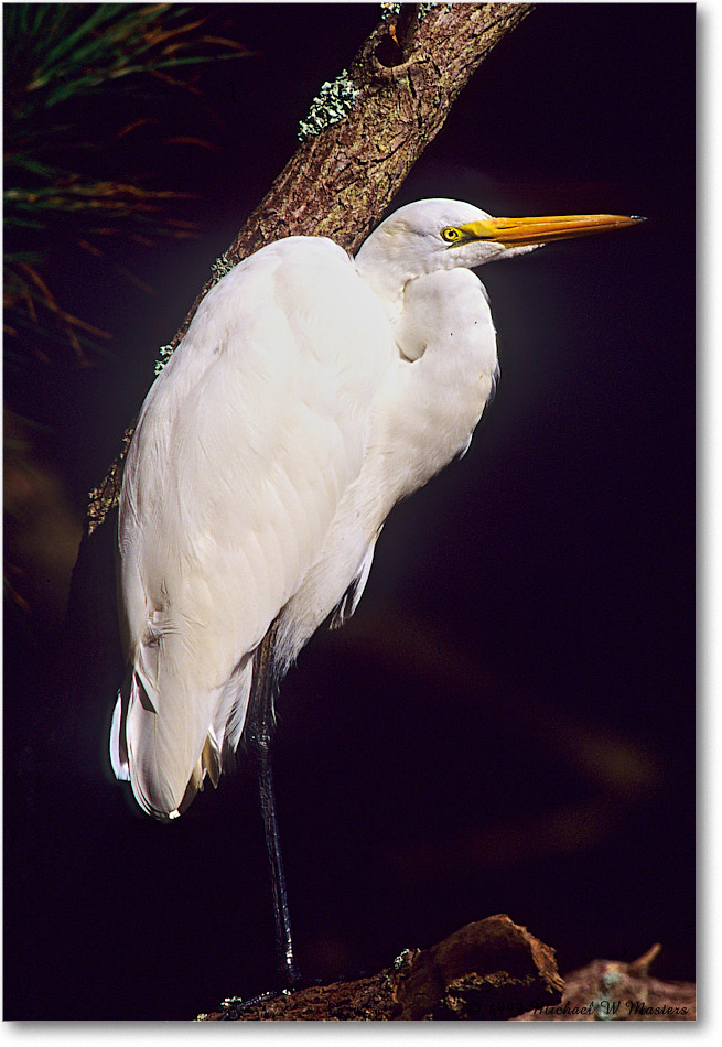 GreatEgret&Tree_ChincoNWR_1999Oct_E30 copy