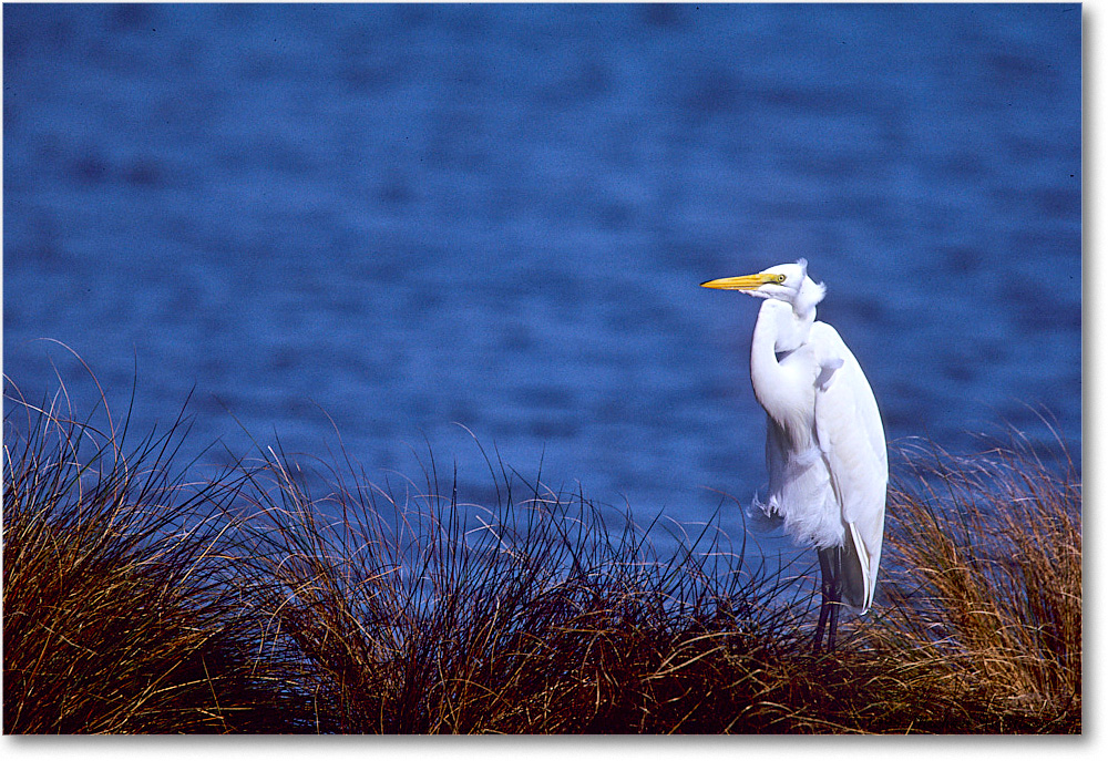 GreatEgret_ChincoNWR_1999Oct_E07 copy