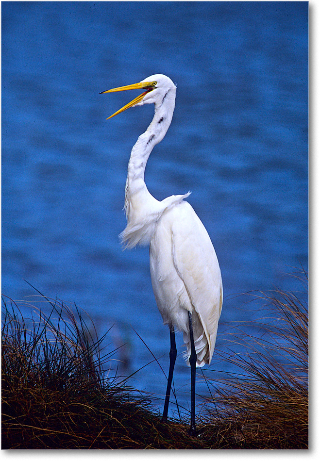 GreatEgret_ChincoNWR_1999Oct_E10b copy