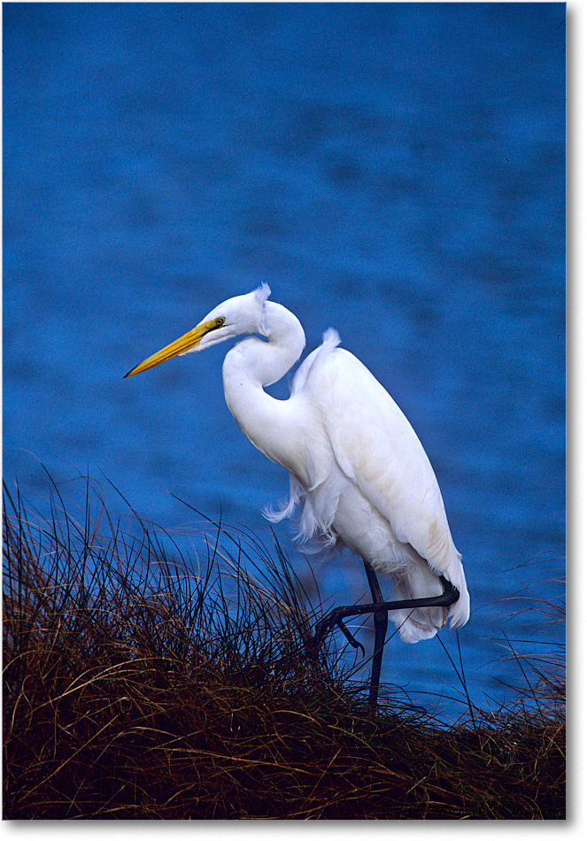 GreatEgret_ChincoNWR_1999Oct_E18 copy