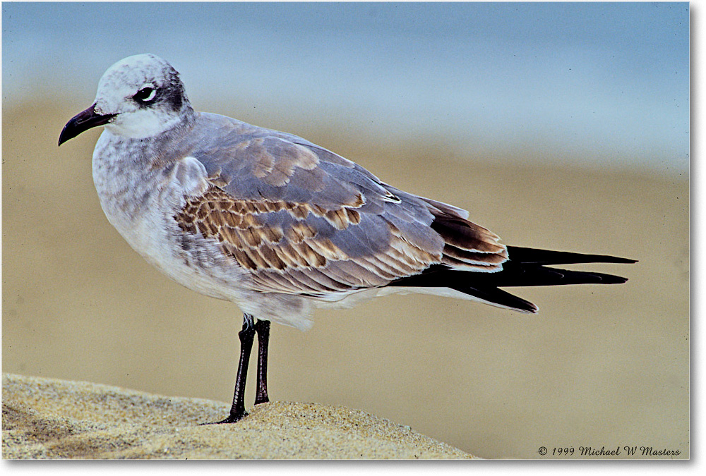 LaughingGullJuv_Assateague_1999Oct_E12 copy