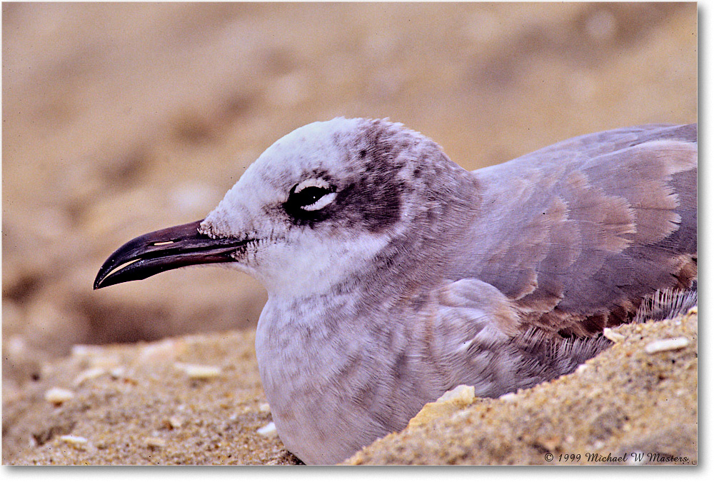 LaughingGullJuv_Assateague_1999Oct_E35 copy