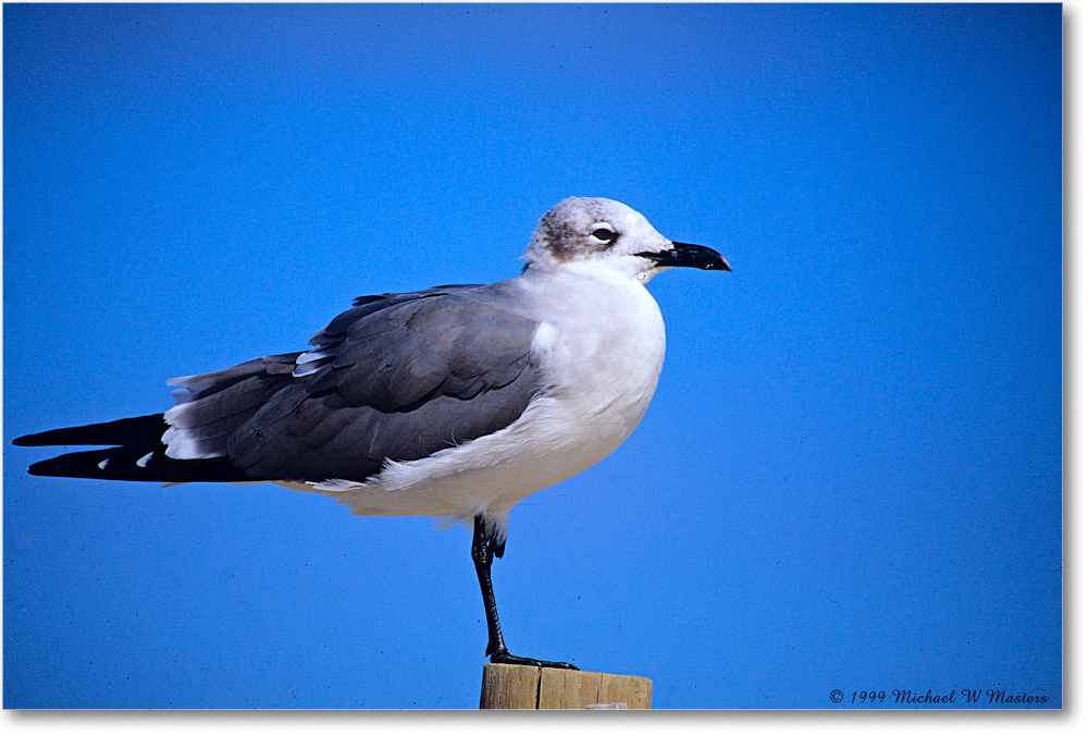 LaughingGull_Assateague_1999Oct_E19p copy