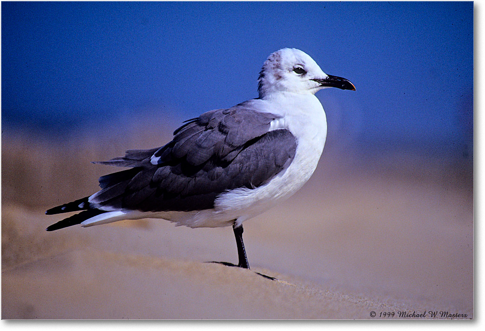 LaughingGull_Assateague_1999Oct_x11 copy