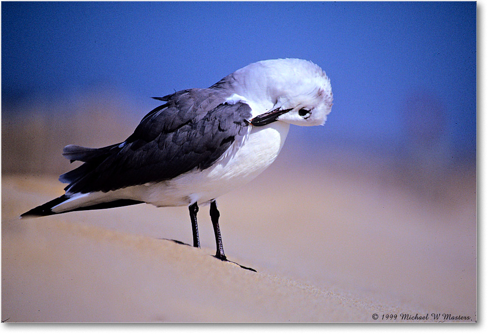 LaughingGull_Assateague_1999Oct_x18 copy