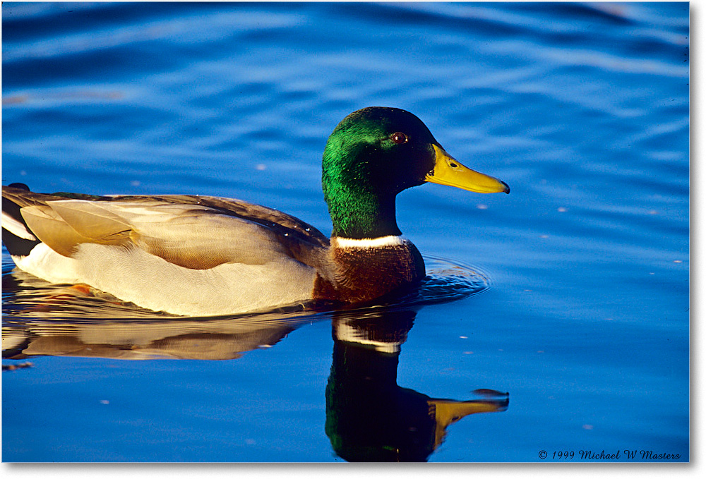 MallardMale_ChincoNWR_1999Oct_E33 copy