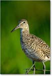 Willet_ChincoNWR_2000Jun_K15 copy
