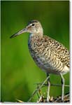 Willet_ChincoNWR_2000Jun_K16 copy