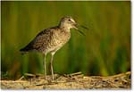 Willet_ChincoNWR_2000Jun_K32 copy