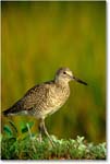 Willet_ChincoNWR_2000Jun_K33 copy
