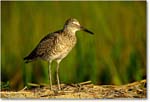 Willet_ChincoNWR_2000Jun_K35 copy