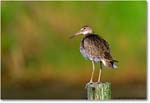 Willet_ChincoNWR_2001Jun_K19 copy