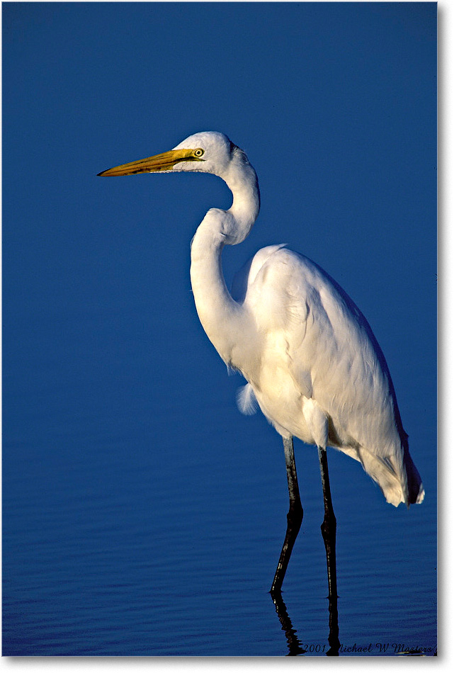 Egret Standing 004-22-p 0110 38V1 M5-800-0-0 copy