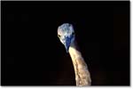 Blue Heron Head On 007-34H-p 0110 3-1200-V1 MI-8.0-320 copy