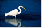 GreatEgret_ChincoNWR_2001Oct_F22-Clean copy