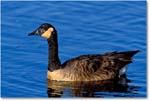 Canada Goose Swimming  003-xxH 0205 3-1200-V1 MI-8-400 copy