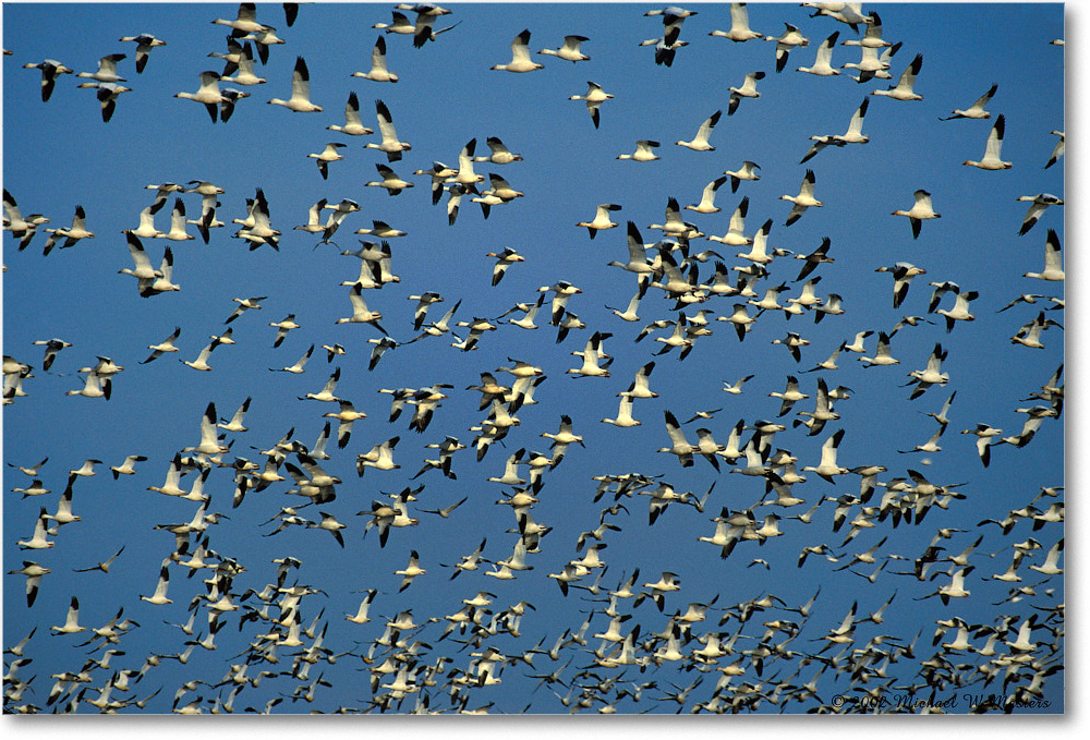 Snow Geese Flying 002-20H 02-11 copy