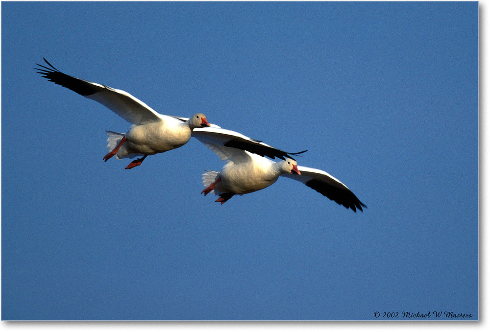 Snow Geese Two 007-23H 02-11 copy