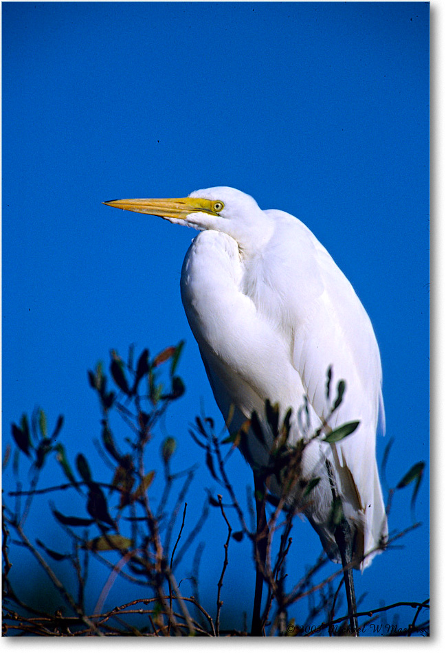 GreatEgret-Perched_ChincoNWR_2003Oct_F03 copy