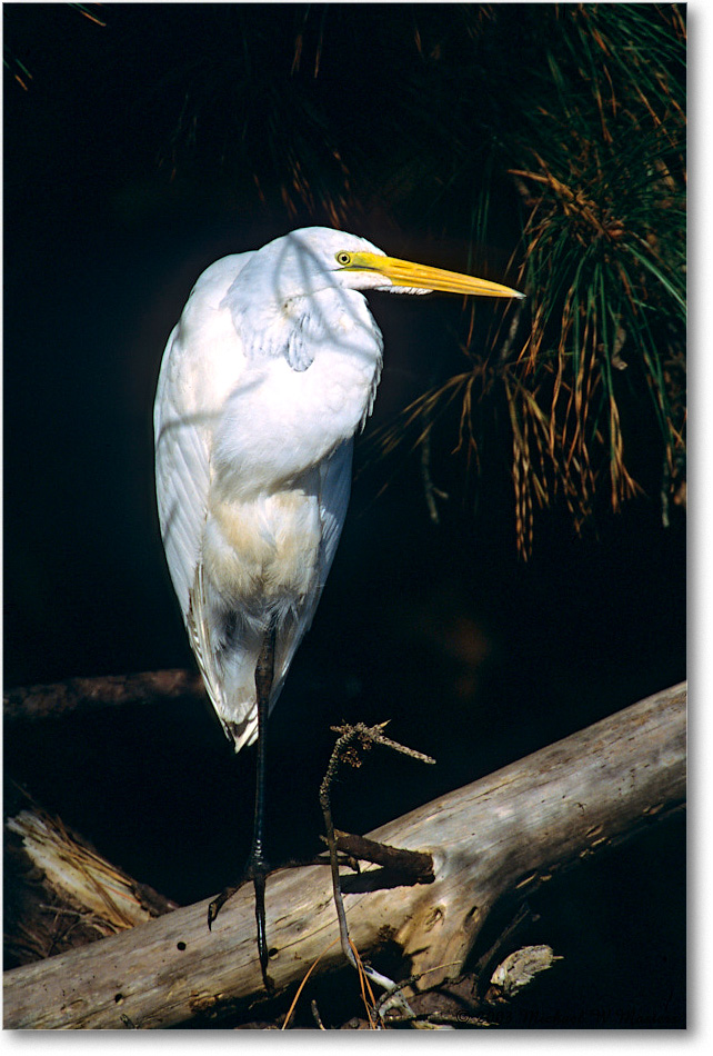GreatEgret-Perched_ChincoNWR_2003Oct_F29 copy
