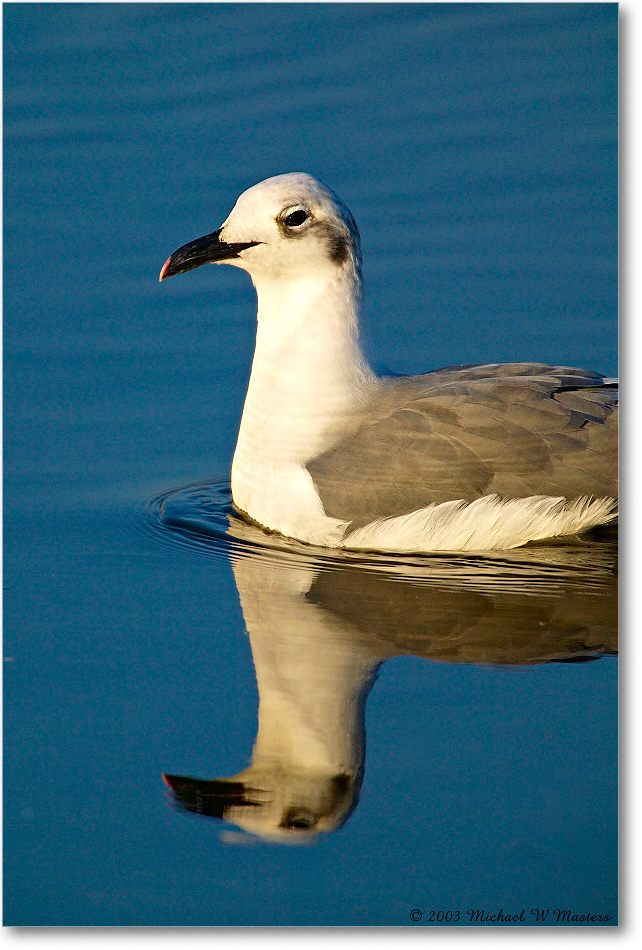 LaughingGull_ChincoNWR_2003Oct_1FFT2610 copy