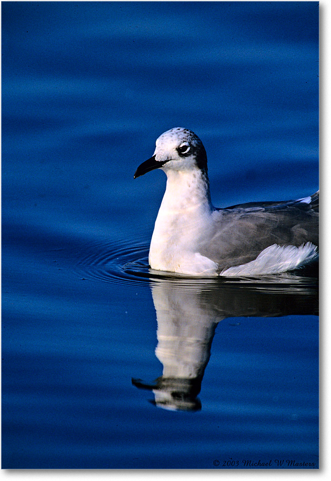 LaughingGull_ChincoNWR_2003Oct_F26 copy