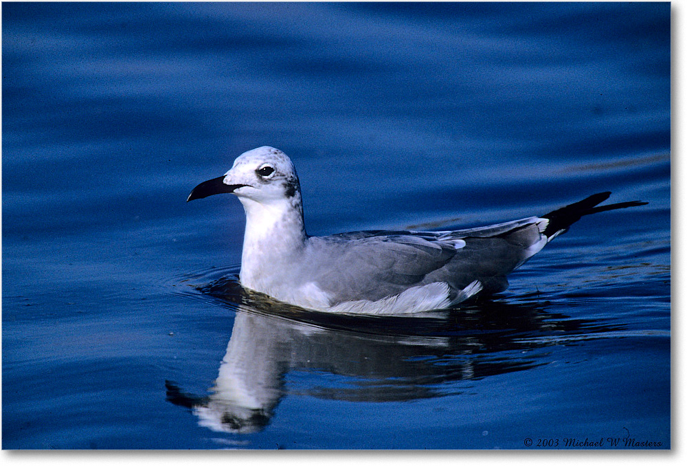 LaughingGull_ChincoNWR_2003Oct_F32 copy