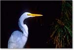 GreatEgret&Pines_ChincoNWR_2003Oct_F13 copy