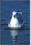 Laughing Gull Swimming 005-14H 03-10 eos3-1200-P160 MI-8.0-xxx copy