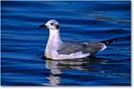 LaughingGull_ChincoNWR_2003Oct_F13 copy
